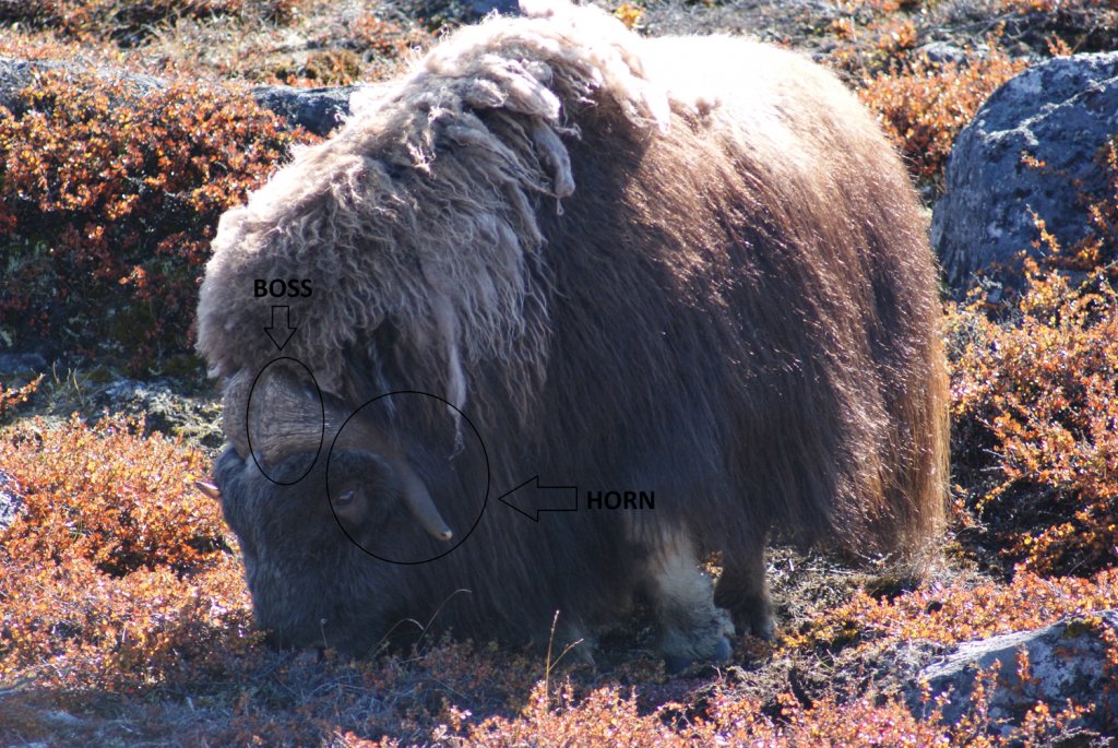 Boss and horn on a live musk ox.jpg