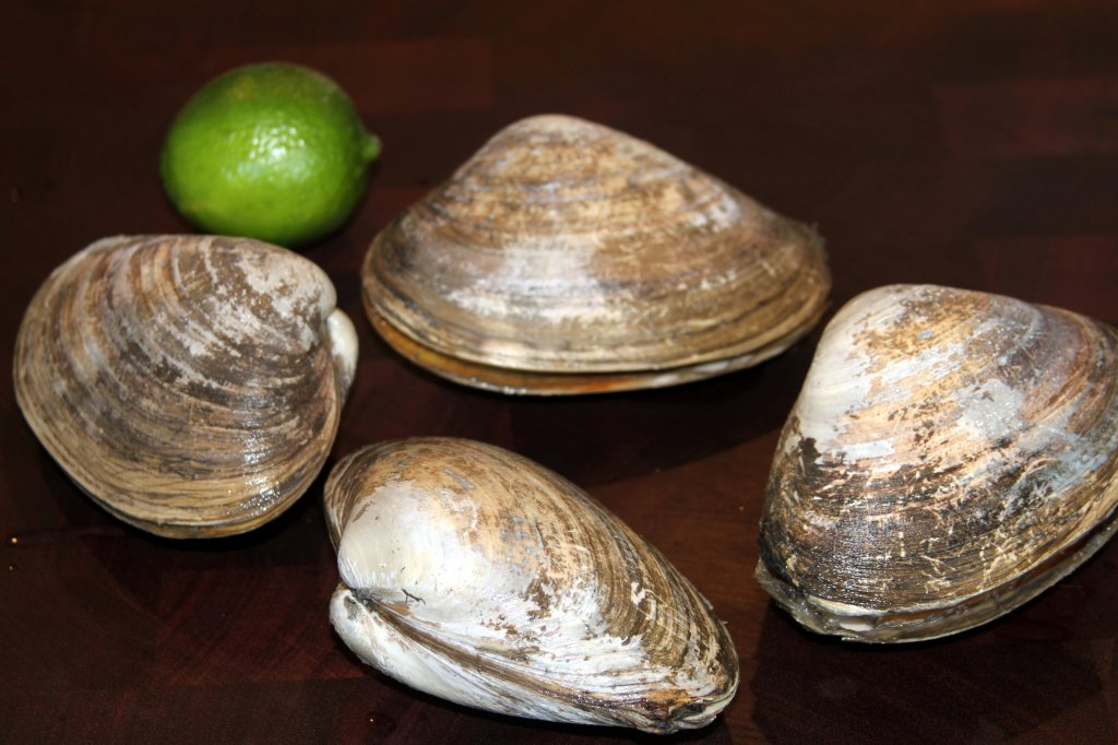 surf clams1.jpg