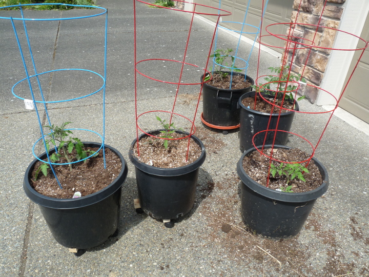 Tomatoes2015.jpg