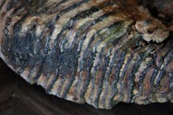 mammoth tooth Tex. 024 (800x533).jpg