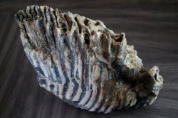 mammoth tooth Tex. 019 (800x533).jpg