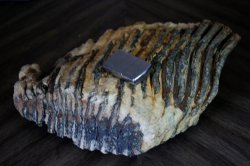 mammoth tooth Tex. 016 (800x533).jpg