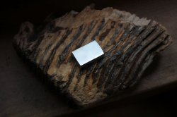 mammoth tooth Tex. 014 (800x533).jpg